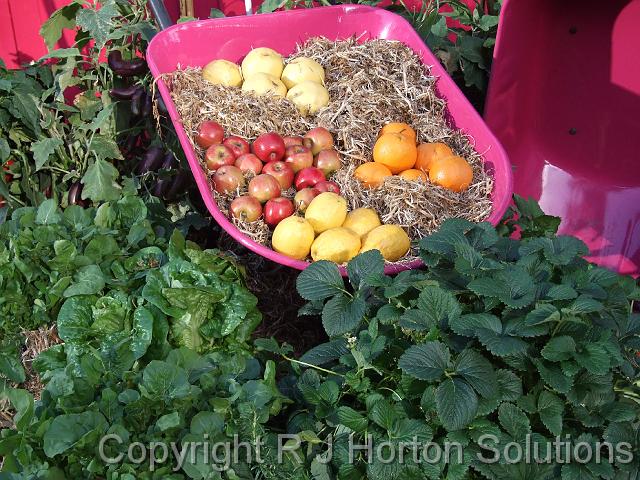 Fruit in Wheelbarrow